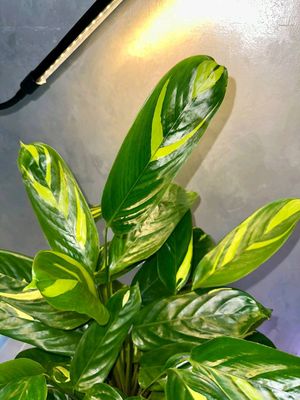 Ctenante lubbersiana