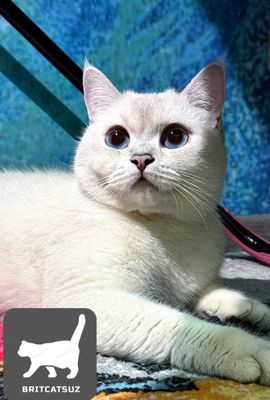 Британская шиншилла типаж КОБИ
