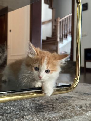 Манчкин (котенок породы манчкин)