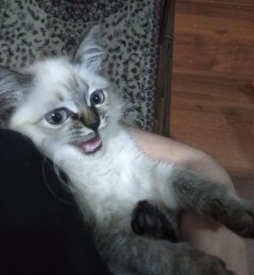 Нет документов, сиамская кошка.