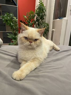 Кот Экзот вязка
