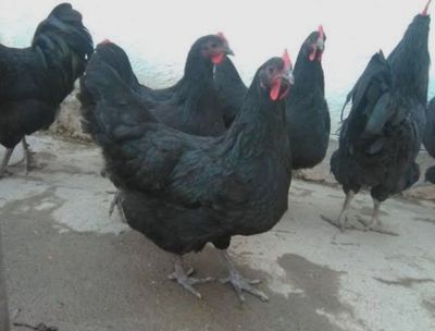 Qora shahzoda tuxumlari uruglangan
