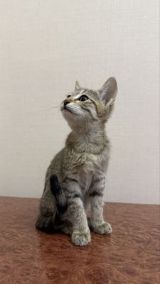 Котенок. Мушукча (киз бола)