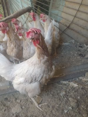 Oq tovuqlar sotiladi