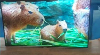 50 talik TCL televizor Sotiladi