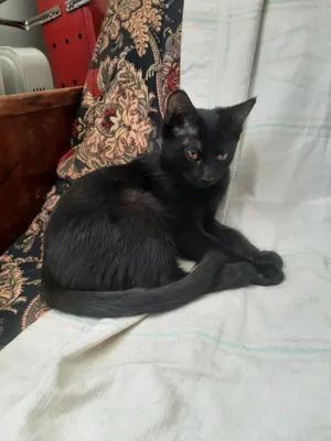 Отдадим даром в заботливые руки