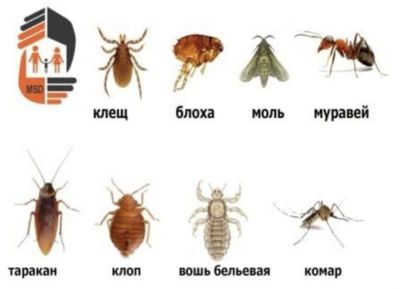 Дизенфекция от всех видов 24/7