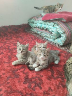 Красивые котята.