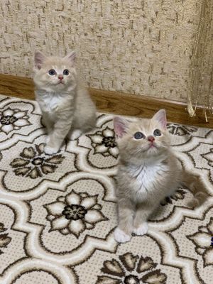 Скотиш фолд ва скотиш страйт мушукчалар сотилади.