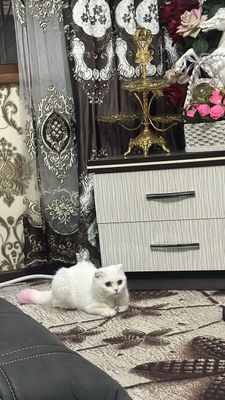 Продаю скотиш фолд девочку