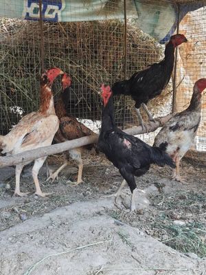 Продаю куриц куланги!