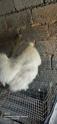 Сотаману кетаман