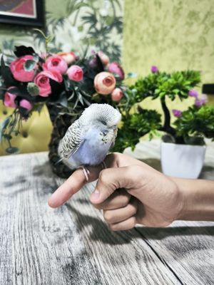 Ручные волнистые попугайчики