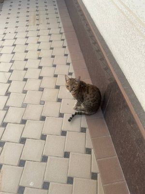 Кошка Бенгальская