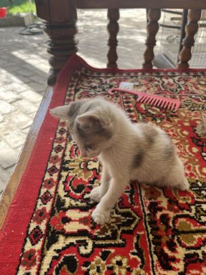 Отдам котенка в добрые руки