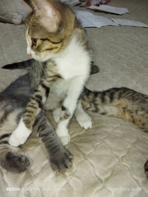 3oylik mushukcha hadayga beriladi Gulbahorda