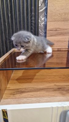 Чистокровный британский шиншила фолд
