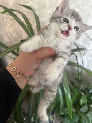 Shinshilla heyland
