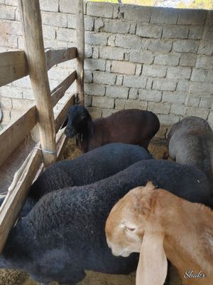 Urgoci qoyla bor 4 ta