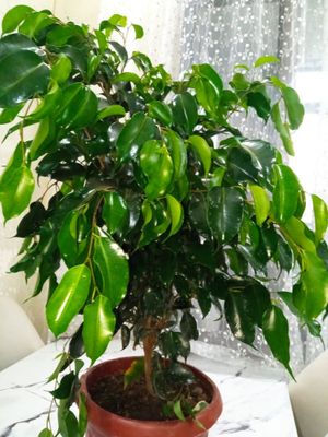 Фикусы бенжамин, варигатный