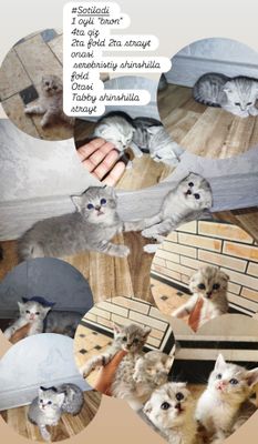 Продаются шотландские котята