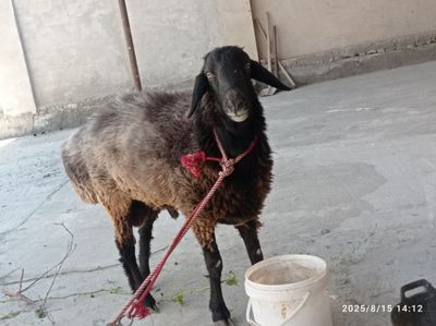 Soğlom qõchqor sotiladi yiyishi yaxshi 720000