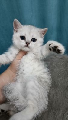Продаётся чистокровная британская девочка