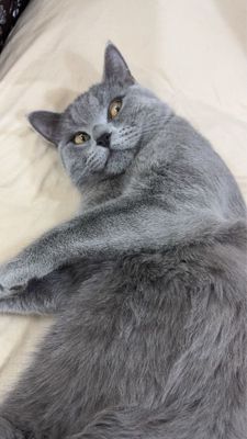 Кошки mushuk o’g’il bollla