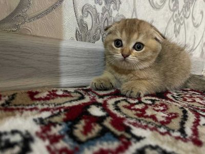 Zotdor mushukchalar bor