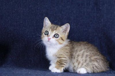 Продаётся котёнок породы манчкин