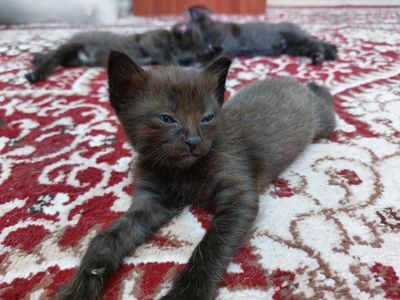 отдам котят в добрые руки