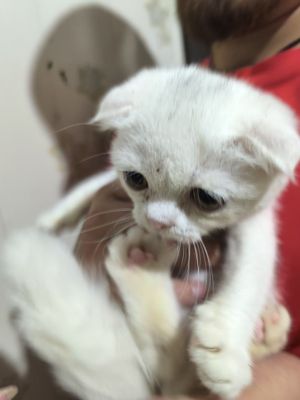 Шотландские вислоухие