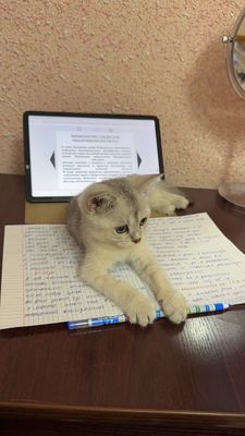 Продаётся котёнок, шиншила