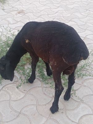 Zotdor qazoqi tagal barralar sotiladi