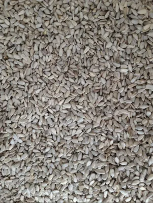 Qora semichka mag’izi. Ядра чёрных семечек