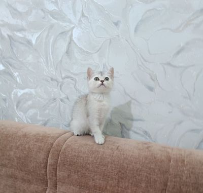 Продаётся чистокровная британская девочка скоттиш страйт