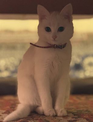 Mushuk bolalari bilan