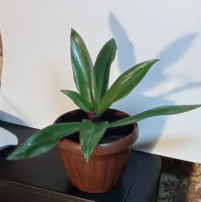 Продам. Рео - эффектный цветок, оберег от злого глаза.