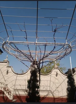 Tok daraxtlarin form berish kesish