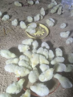 Broller jujalari 10 kunlik