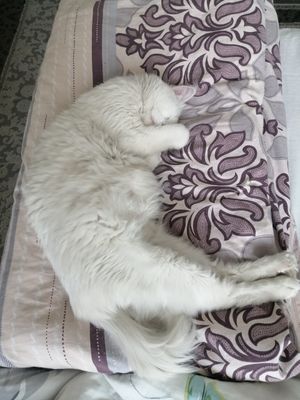 Turetskiy angora