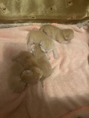 Продаются котята скоттиш-фолд