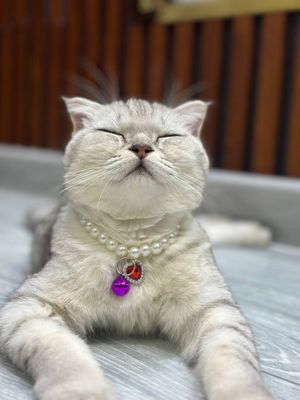 [scottish fold) 6 месець девочка