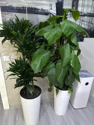 Комнатные цветы