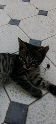 Котята ласковые