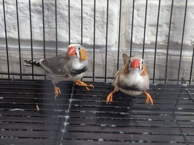 Амадины птицы в продаже