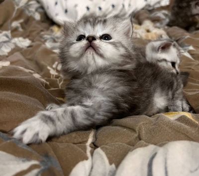 Котята скотиш страйт