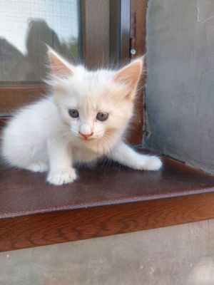 Котята мальчик и девочка, отдам в хорошие руки.