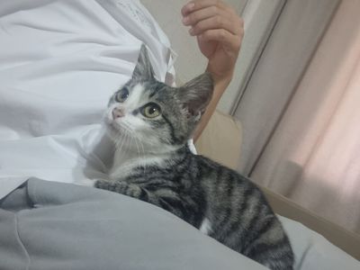 Котенок в добрые руки бесплатно
