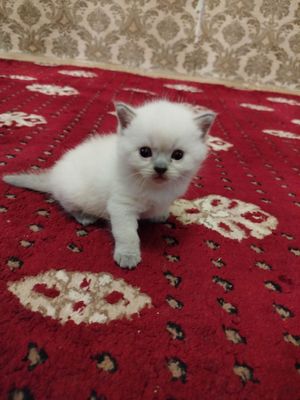 Вислоухий котята окраса кайл-пойнт